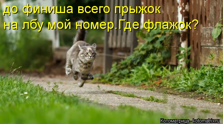 до финиша всего прыжок на лбу мой номер.Где флажок?... Котоматрица: до финиша всего прыжок на лбу мой номер.Где флажок?