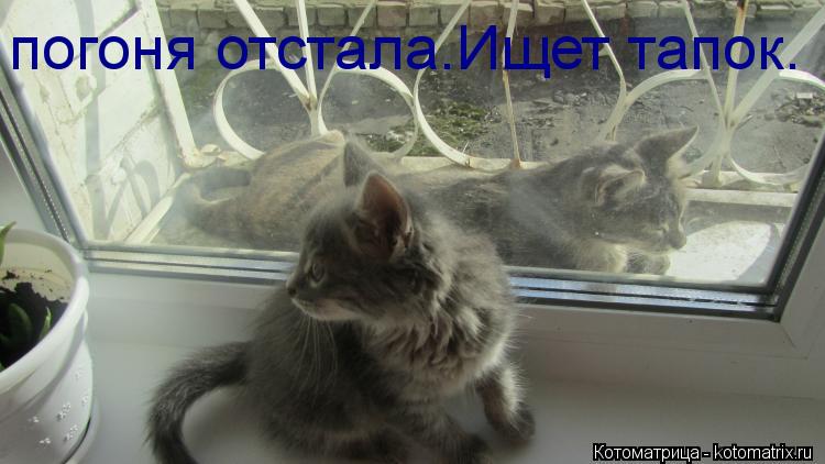 погоня отстала.Ищет тапок.... Котоматрица: погоня отстала.Ищет тапок.