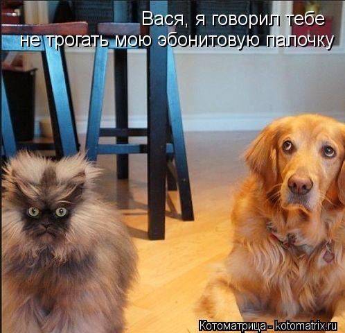 Вася, я говорил тебе не трогать мою эбонитовую палочку... Котоматрица: Вася, я говорил тебе не трогать мою эбонитовую палочку
