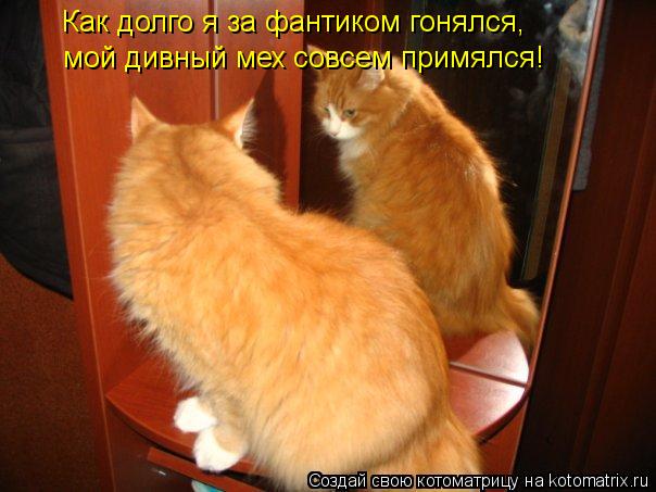 Как долго я за фантиком гонялся, мой дивный мех совсем примялся!... Котоматрица: Как долго я за фантиком гонялся, мой дивный мех совсем примялся!