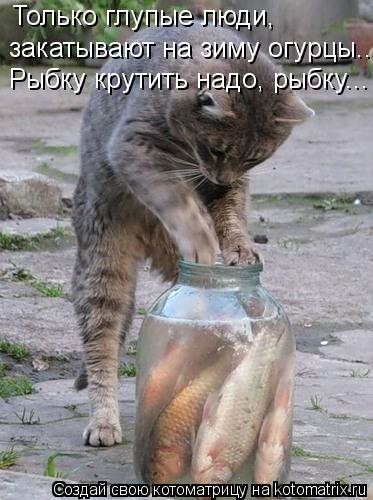 Только глупые люди, закатывают на зиму огурцы... Рыбку крутить надо, рыбку...... Котоматрица: Только глупые люди, закатывают на зиму огурцы... Рыбку крутить надо, рыбку...