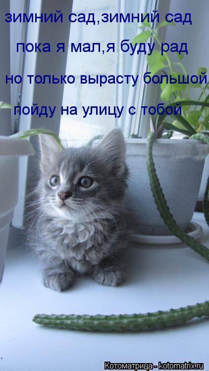зимний сад,зимний сад пока я мал,я буду рад но только вырасту большой пойду на улицу с тобой... Котоматрица: зимний сад,зимний сад пока я мал,я буду рад но только вырасту большой пойду на улицу с тобой