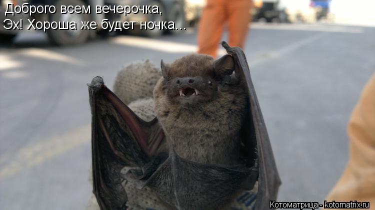 Доброго всем вечерочка, Эх! Хороша же будет ночка...... Котоматрица: Доброго всем вечерочка, Эх! Хороша же будет ночка...