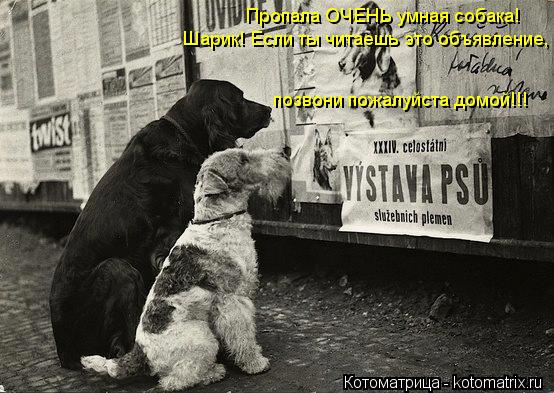Котоматрица: Пропала ОЧЕНЬ умная собака! Шарик! Если ты читаешь это объявление, позвони пожалуйста домой!!!