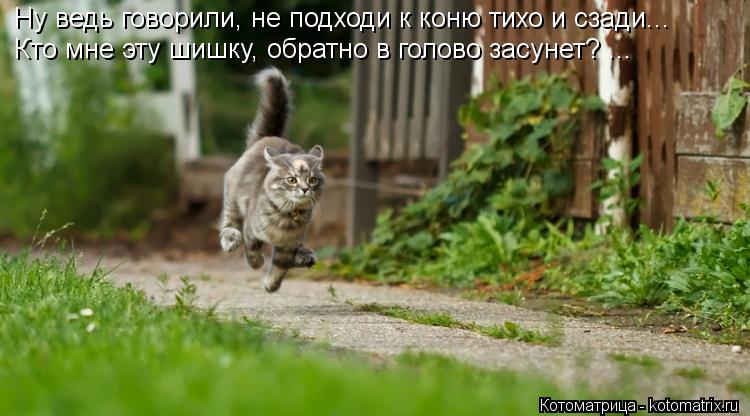 Ну ведь говорили, не подходи к коню тихо и сзади... Кто мне эту шишку, обратно в голово засунет? ...... Котоматрица: Ну ведь говорили, не подходи к коню тихо и сзади... Кто мне эту шишку, обратно в голово засунет? ...