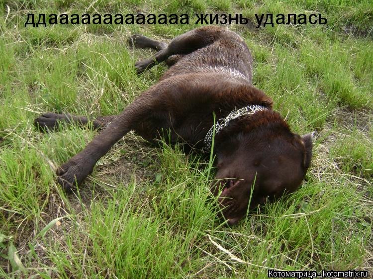 ддааааааааааааа жизнь удалась... Котоматрица: ддааааааааааааа жизнь удалась