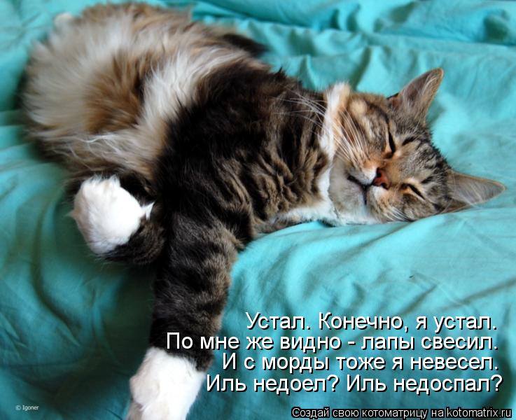 Котоматрица: И с морды тоже я невесел. По мне же видно - лапы свесил. Устал. Конечно, я устал. Иль недоел? Иль недоспал?