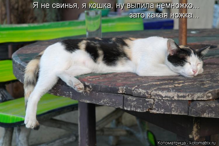 Я не свинья, я кошка, ну выпила немножко... зато какая ножка...... Котоматрица: Я не свинья, я кошка, ну выпила немножко... зато какая ножка...