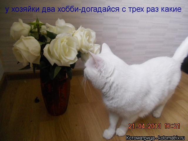 у хозяйки два хобби-догадайся с трех раз какие... Котоматрица: у хозяйки два хобби-догадайся с трех раз какие