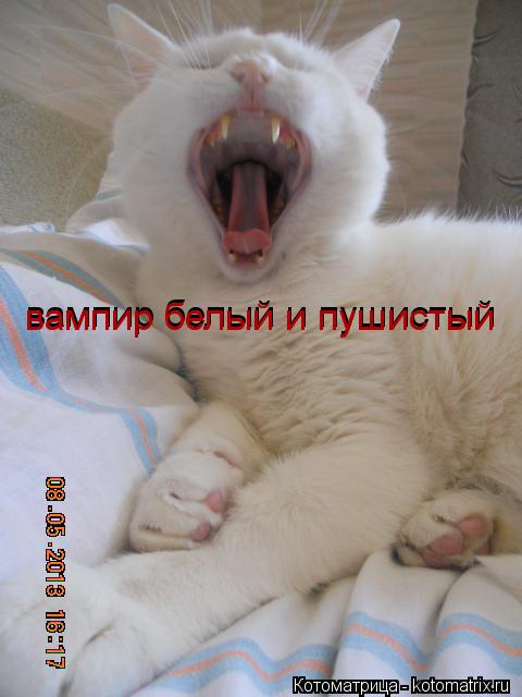 вампир белый и пушистый вампир белый и пушистый... Котоматрица: вампир белый и пушистый вампир белый и пушистый