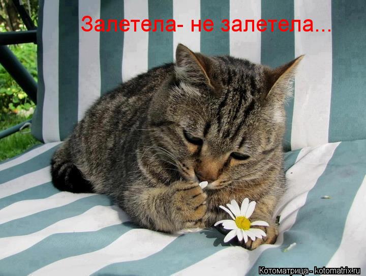 Залетела- не залетела...... Котоматрица: Залетела- не залетела...
