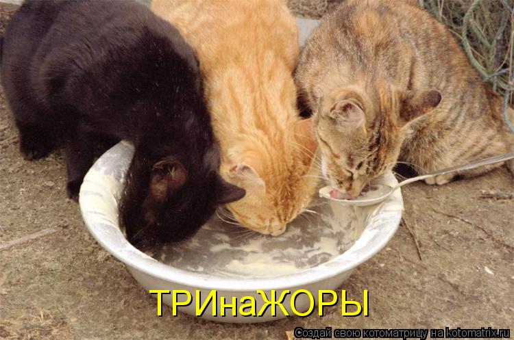 ТРИнаЖОРЫ... Котоматрица: ТРИнаЖОРЫ