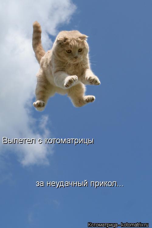 Котоматрица: Вылетел с котоматрицы за неудачный прикол...