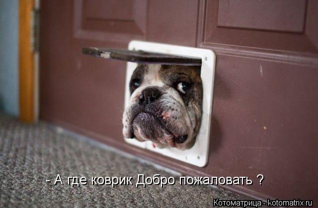 - А где коврик Добро пожаловать ?... Котоматрица: - А где коврик Добро пожаловать ?