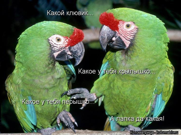 Какое у тебя пёрышко... Какое у тебя крылышко... Какой клювик... А лапка да какая!... Котоматрица: Какое у тебя пёрышко... Какое у тебя крылышко... Какой клювик... А лапка да какая!
