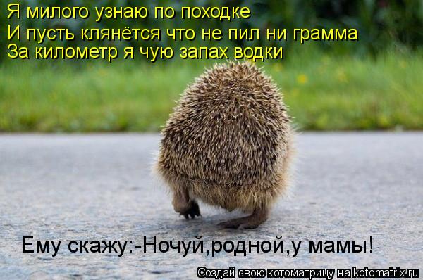 Я милого узнаю по походке И пусть клянётся что не пил ни грамма За километр я чую запах водки Ему ска... Котоматрица: Я милого узнаю по походке И пусть клянётся что не пил ни грамма За километр я чую запах водки Ему скажу:-Ночуй,родной,у мамы!