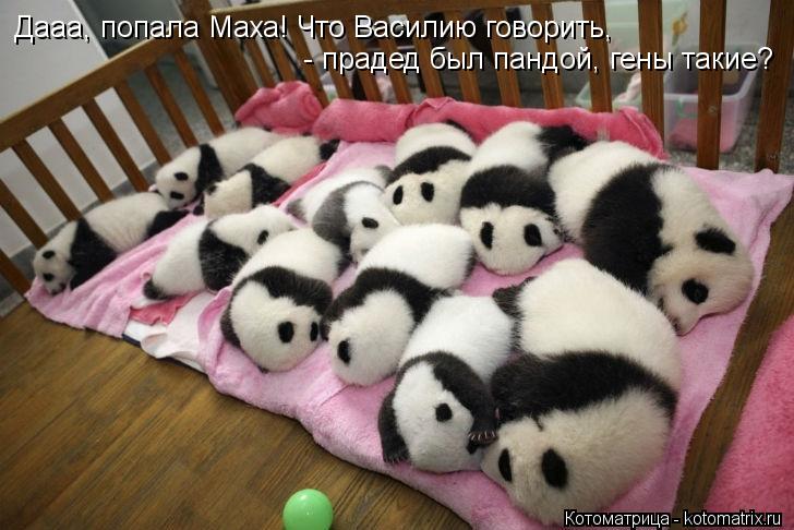 Дааа, попала Маха! Что Василию говорить, - прадед был пандой, гены такие?... Котоматрица: Дааа, попала Маха! Что Василию говорить, - прадед был пандой, гены такие?