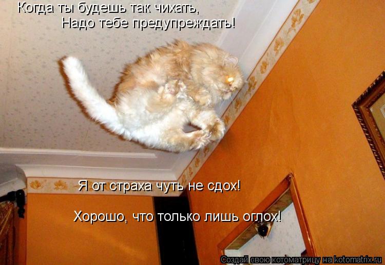 Когда ты будешь так чихать, Надо тебе предупреждать! Я от страха чуть не сдох! Хорошо, что только лиш... Котоматрица: Когда ты будешь так чихать, Надо тебе предупреждать! Я от страха чуть не сдох! Хорошо, что только лишь оглох!