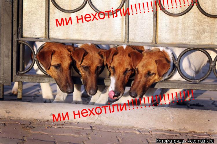 ми нехотіли!!!!!!!!!!!!!!!!! ми нехотіли!!!!!!!!!!!!!!!!!... Котоматрица: ми нехотіли!!!!!!!!!!!!!!!!! ми нехотіли!!!!!!!!!!!!!!!!!