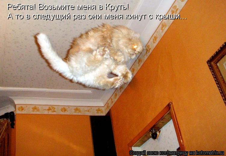 Ребята! Возьмите меня в Круть! А то в следущий раз они меня кинут с крыши...... Котоматрица: Ребята! Возьмите меня в Круть! А то в следущий раз они меня кинут с крыши...