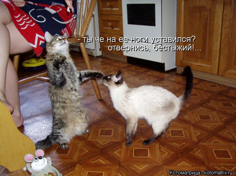 - ты че на ее ноги уставился? отвернись, бестыжий!...... Котоматрица: - ты че на ее ноги уставился? отвернись, бестыжий!...