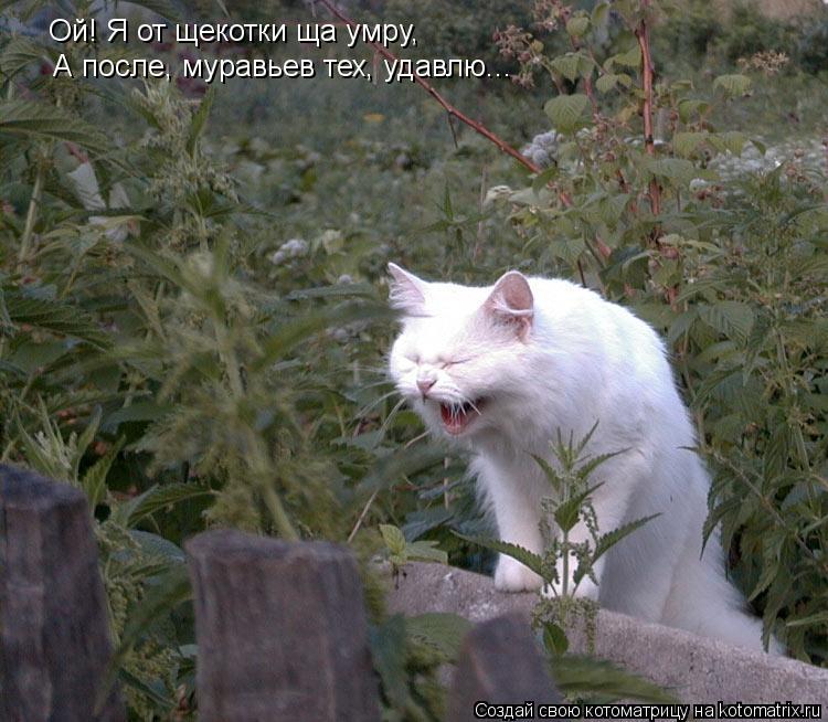Ой! Я от щекотки ща умру, А после, муравьев тех, удавлю...... Котоматрица: Ой! Я от щекотки ща умру, А после, муравьев тех, удавлю...