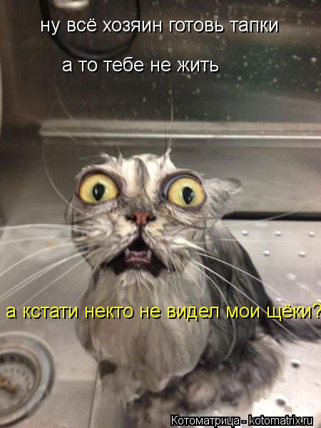 ну всё хозяин готовь тапки а то тебе не жить а кстати некто не видел мои щёки?... Котоматрица: ну всё хозяин готовь тапки а то тебе не жить а кстати некто не видел мои щёки?