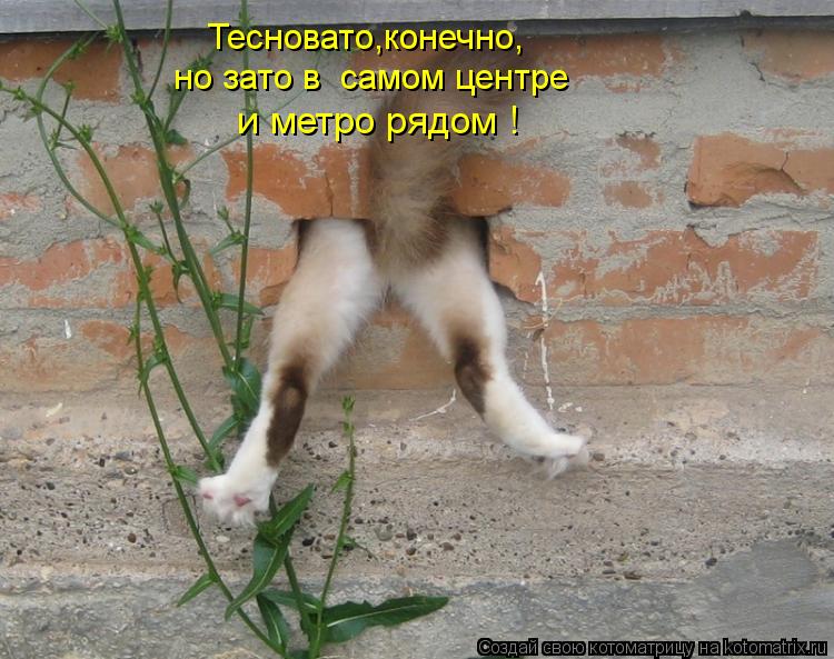 kotomatritsa_K-.jpg