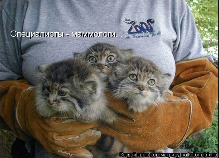 Специалисты - маммологи...... Котоматрица: Специалисты - маммологи...