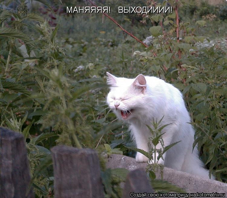 МАНЯЯЯЯ! ВЫХОДИИИИ!... Котоматрица: МАНЯЯЯЯ! ВЫХОДИИИИ!