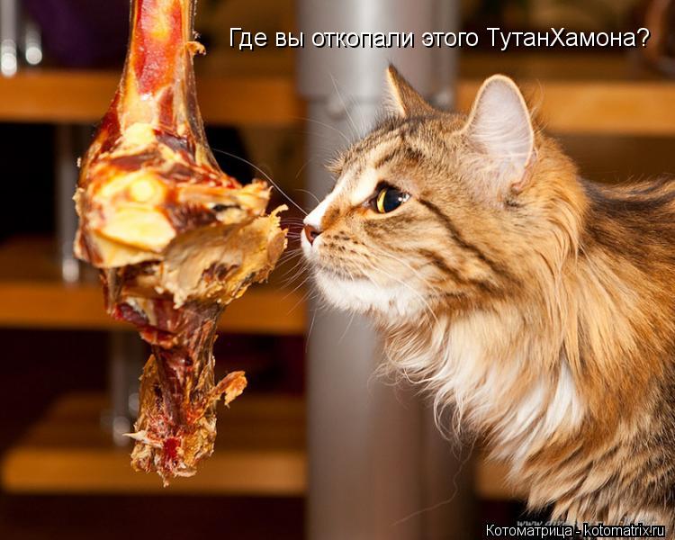 Где вы откопали этого ТутанХамона?... Котоматрица: Где вы откопали этого ТутанХамона?
