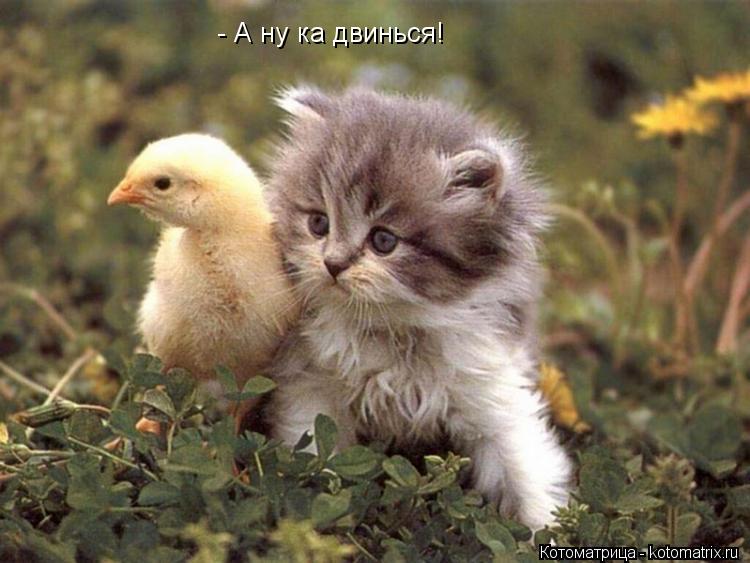 - А ну ка двинься!... Котоматрица: - А ну ка двинься!