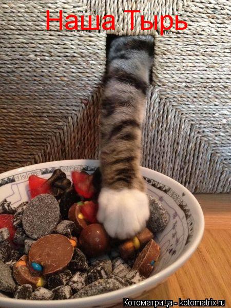 Наша Тырь... Котоматрица: Наша Тырь