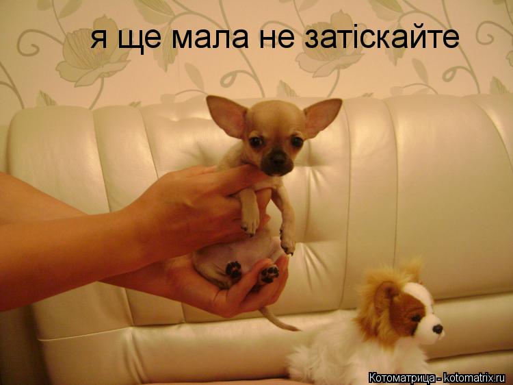 Котоматрица: я ще мала не затіскайте