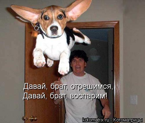 Давай, брат, отрешимся, Давай, брат, воспарим!... Котоматрица: Давай, брат, отрешимся, Давай, брат, воспарим!