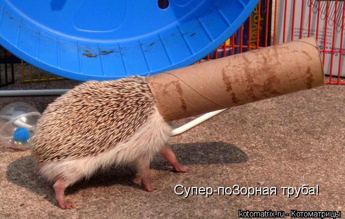 Супер-поЗорная труба!... Котоматрица: Супер-поЗорная труба!