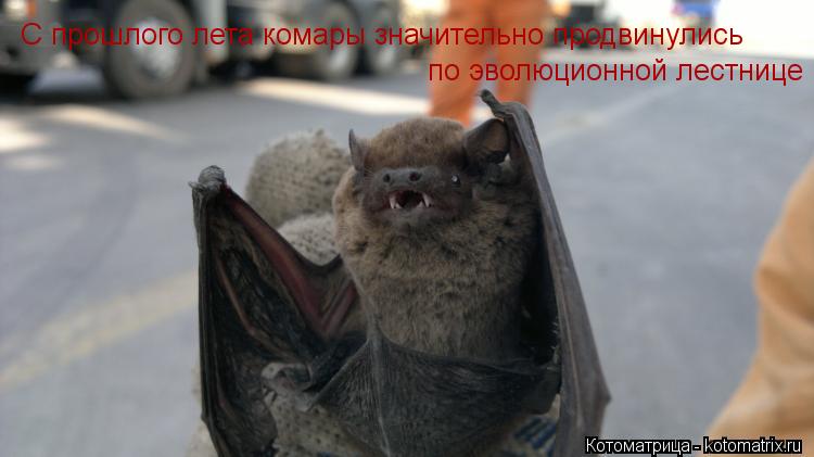 С прошлого лета комары значительно продвинулись по эволюционной лестнице... Котоматрица: С прошлого лета комары значительно продвинулись по эволюционной лестнице