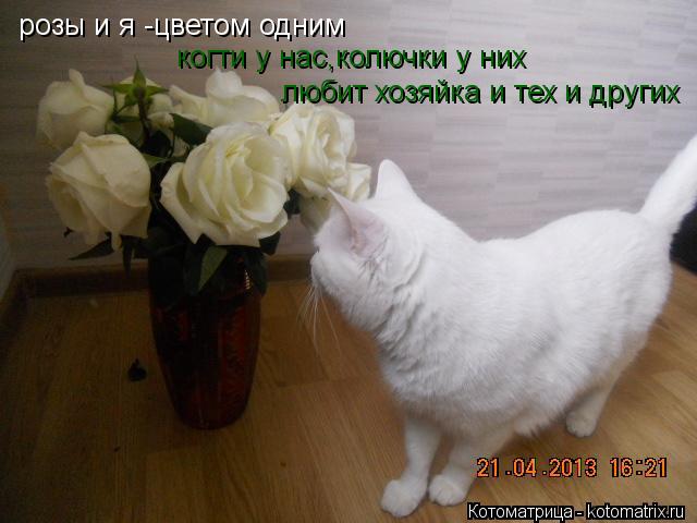 розы и я -цветом одним когти у нас,колючки у них любит хозяйка и тех и других... Котоматрица: розы и я -цветом одним когти у нас,колючки у них любит хозяйка и тех и других