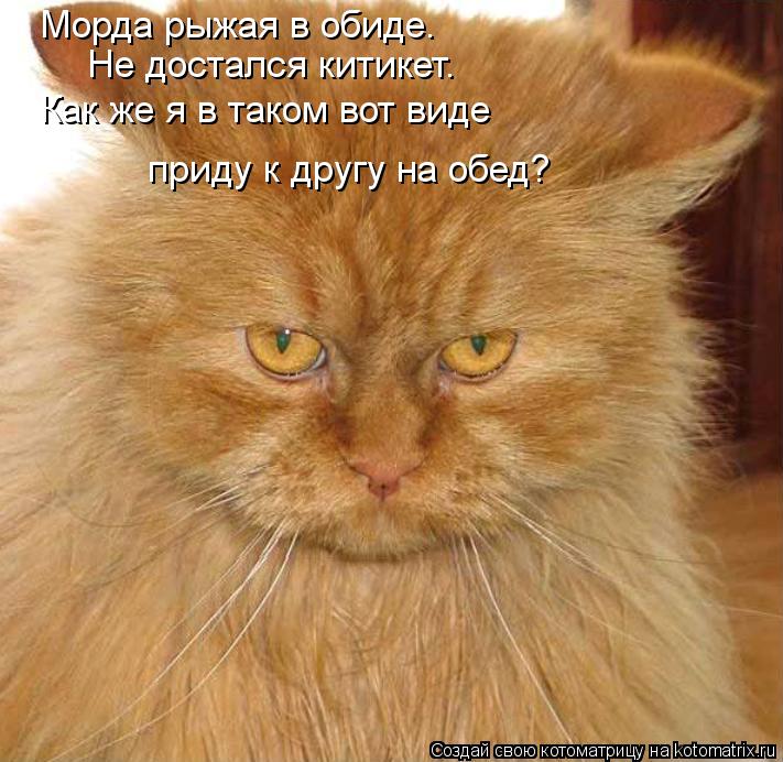 Морда рыжая в обиде. Не достался китикет. Как же я в таком вот виде приду к другу на обед?... Котоматрица: Морда рыжая в обиде. Не достался китикет. Как же я в таком вот виде приду к другу на обед?