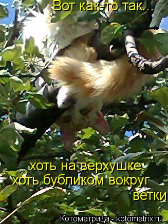 Вот как-то так... хоть на верхушке, хоть бубликом вокруг ветки.... Котоматрица: Вот как-то так... хоть на верхушке, хоть бубликом вокруг ветки.