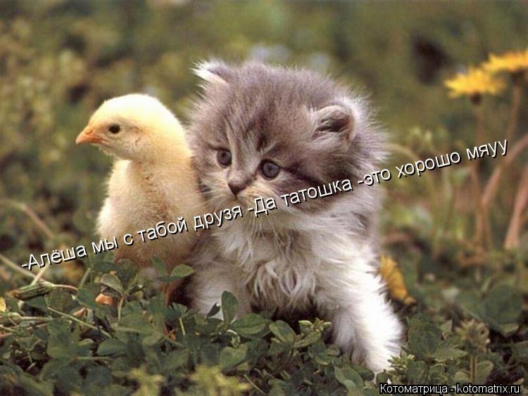-Алёша мы с табой друзя -Да татошка -это хорошо мяуу... Котоматрица: -Алёша мы с табой друзя -Да татошка -это хорошо мяуу