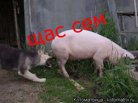 щас сем... Котоматрица: щас сем