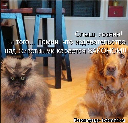 Слыш, хозяин! Ты того... Помни, что издевательство над животными карается ЗАКОНОМ!!... Котоматрица: Слыш, хозяин! Ты того... Помни, что издевательство над животными карается ЗАКОНОМ!!