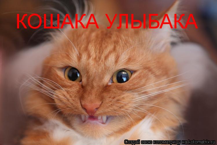 КОШАКА УЛЫБАКА... Котоматрица: КОШАКА УЛЫБАКА