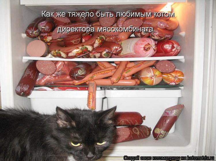 Как же тяжело быть любимым котом директора мясокомбината.... Котоматрица: Как же тяжело быть любимым котом директора мясокомбината.