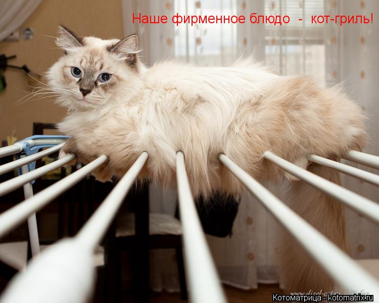 Наше фирменное блюдо - кот-гриль!... Котоматрица: Наше фирменное блюдо - кот-гриль!