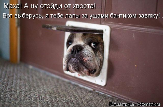 Маха! А ну отойди от хвоста!... Вот выберусь, я тебе лапы за ушами бантиком завяжу!...... Котоматрица: Маха! А ну отойди от хвоста!... Вот выберусь, я тебе лапы за ушами бантиком завяжу!...