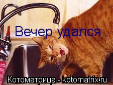 Вечер удался .... Котоматрица: Вечер удался .