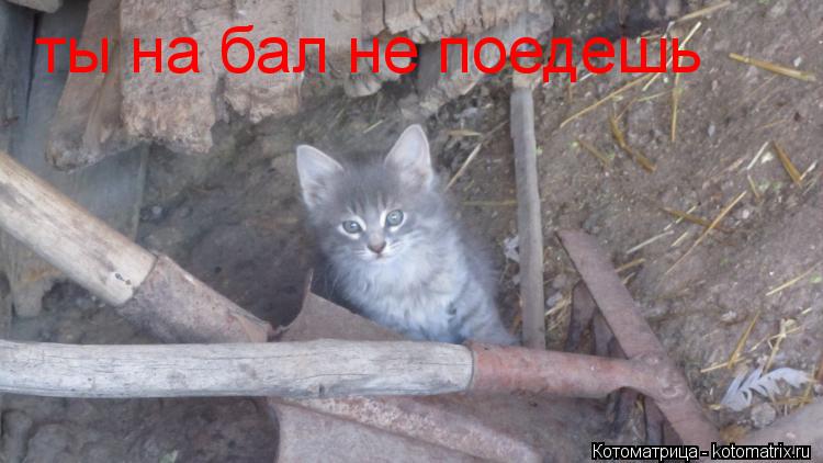 ты на бал не поедешь... Котоматрица: ты на бал не поедешь
