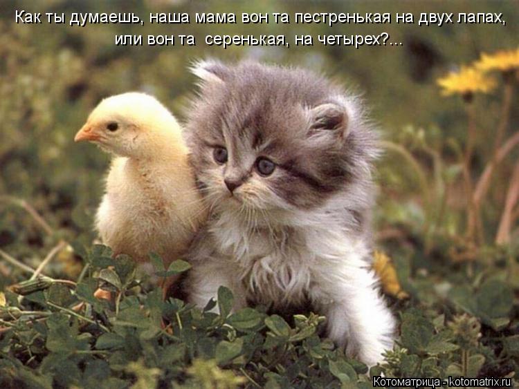 Как ты думаешь, наша мама вон та пестренькая на двух лапах, или вон та серенькая, на четырех?...... Котоматрица: Как ты думаешь, наша мама вон та пестренькая на двух лапах, или вон та серенькая, на четырех?...